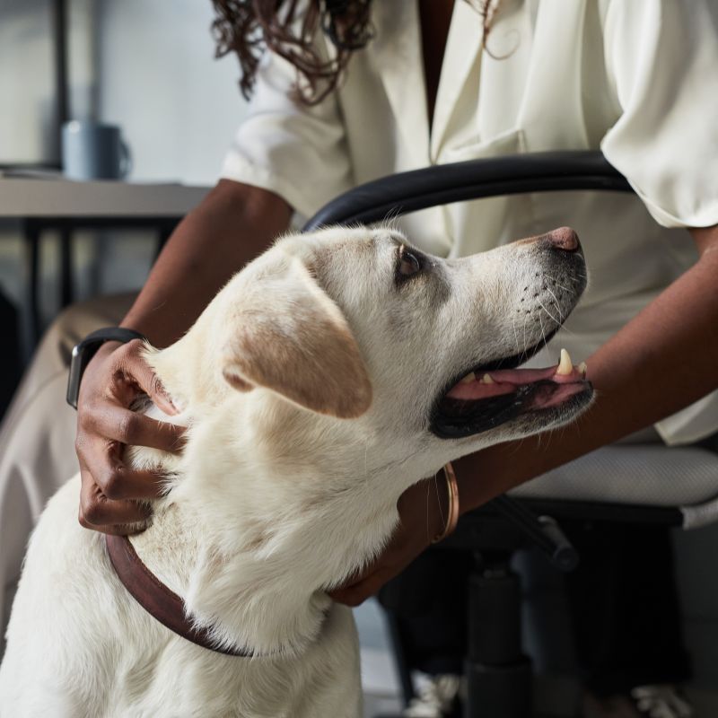 장애 직원의 반려동물도 같이 출근해야 하나